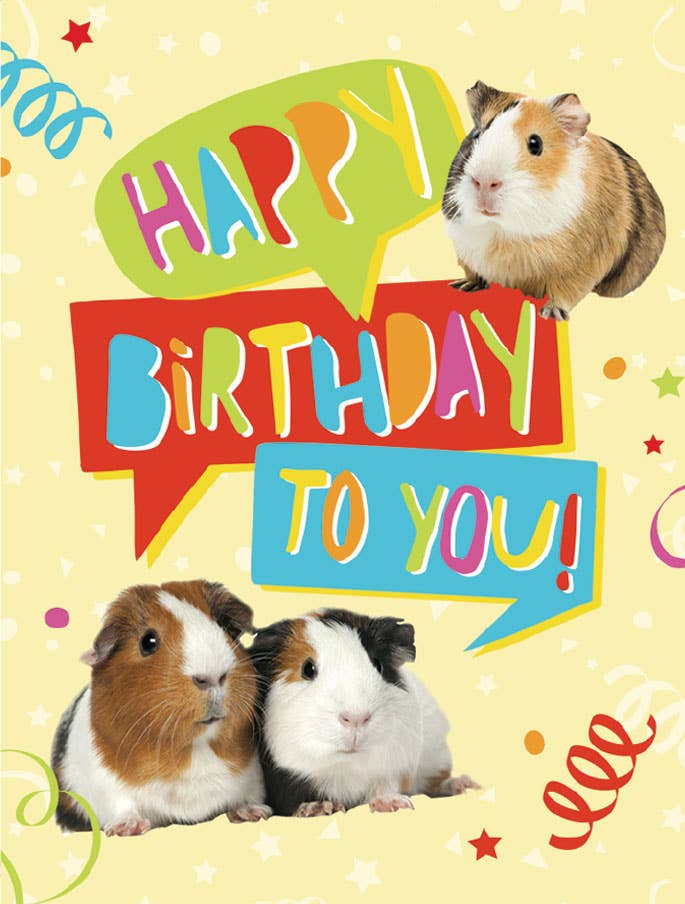 Birthday Guinea Pigs - Gift Enclosure 3 Birthday Guinea Pigs - Gift Enclosure