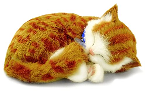Orange and White Tabby Cat Perfect Petzzz
