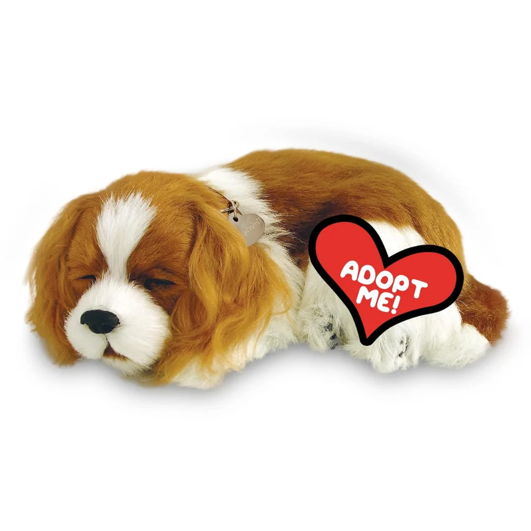 Cavalier King Charles Perfect Petzzz 1 Cavalier King Charles Perfect Petzzz