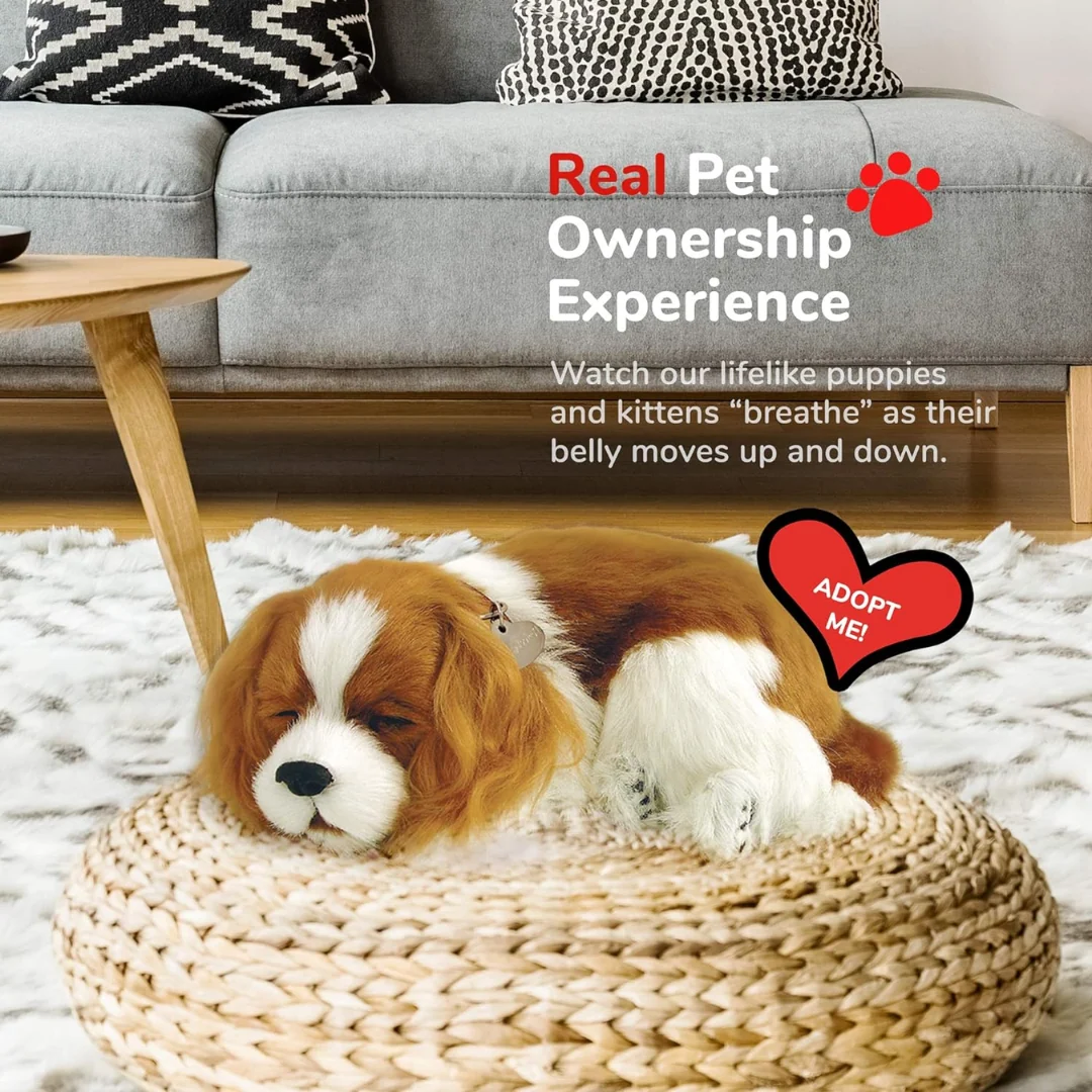 Cavalier King Charles Perfect Petzzz 5 Cavalier King Charles Perfect Petzzz