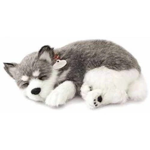 Alaskan Husky Perfect Petzzz 10 Alaskan Husky Perfect Petzzz