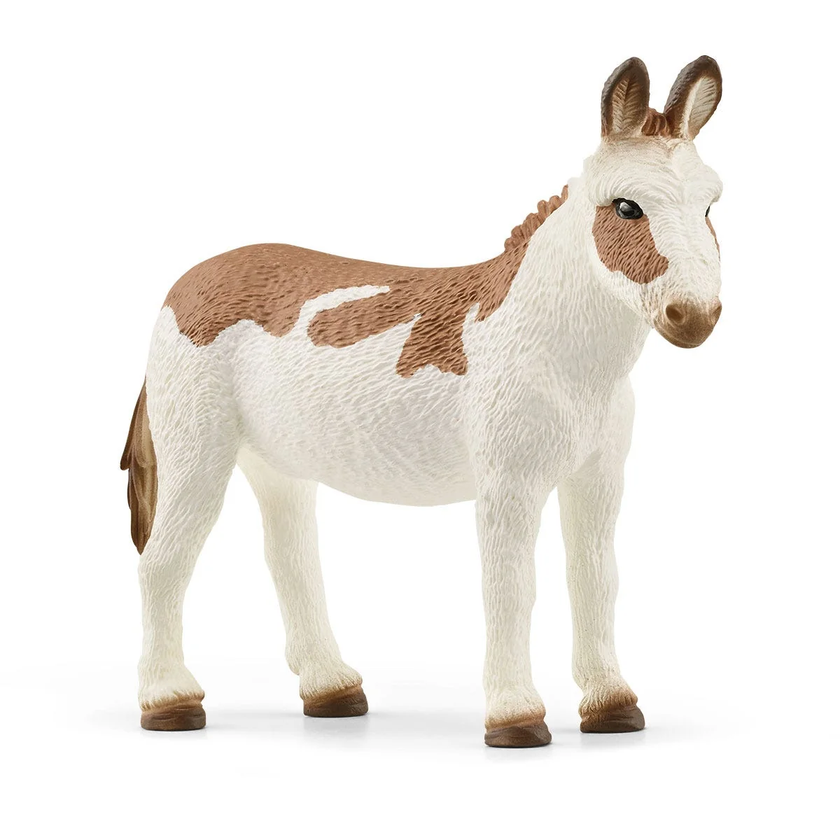 American Spotted Donkey 2 American Spotted Donkey